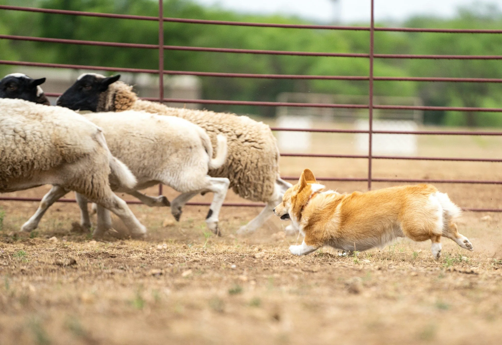 Lucky Rowel Corgis in Stephenville, Texas — Delifurry